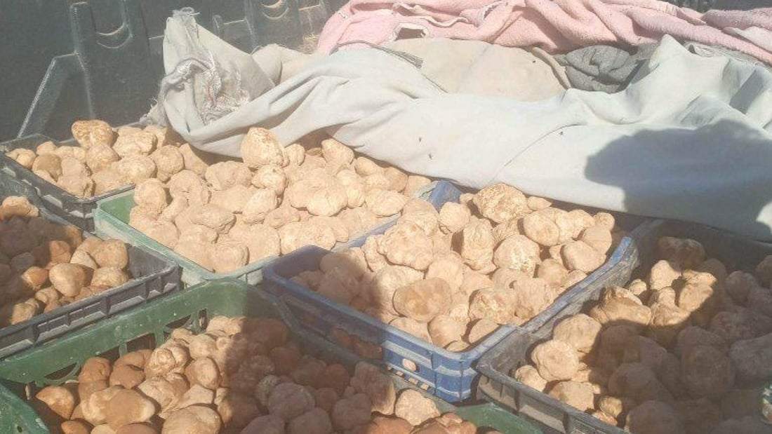 كمأ البادية في مملحة المثنى للمرة الأولى منذ عامين.. الزبيدي بـ 75 ألفا