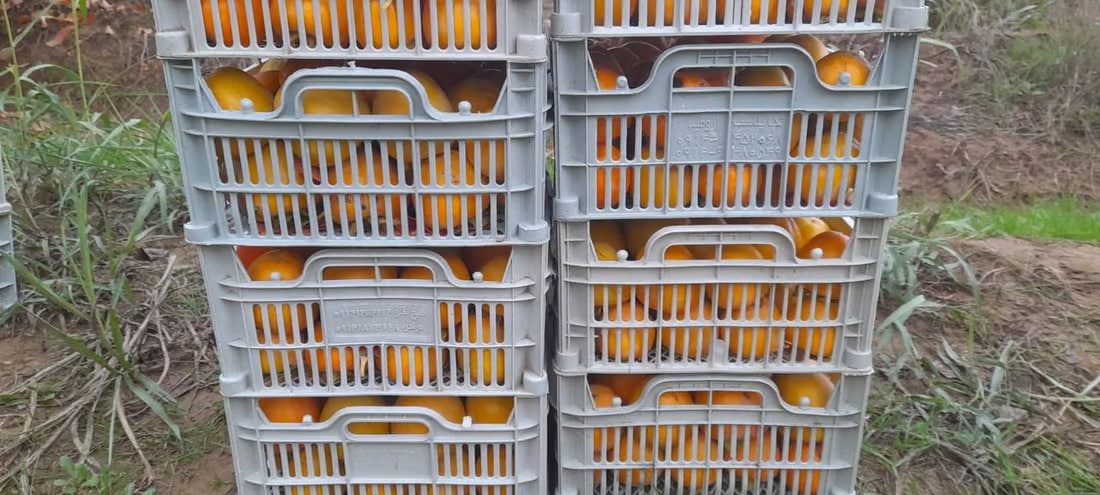 Persimmon farmers in Duhok struggle to market their produce despite growing local popularity