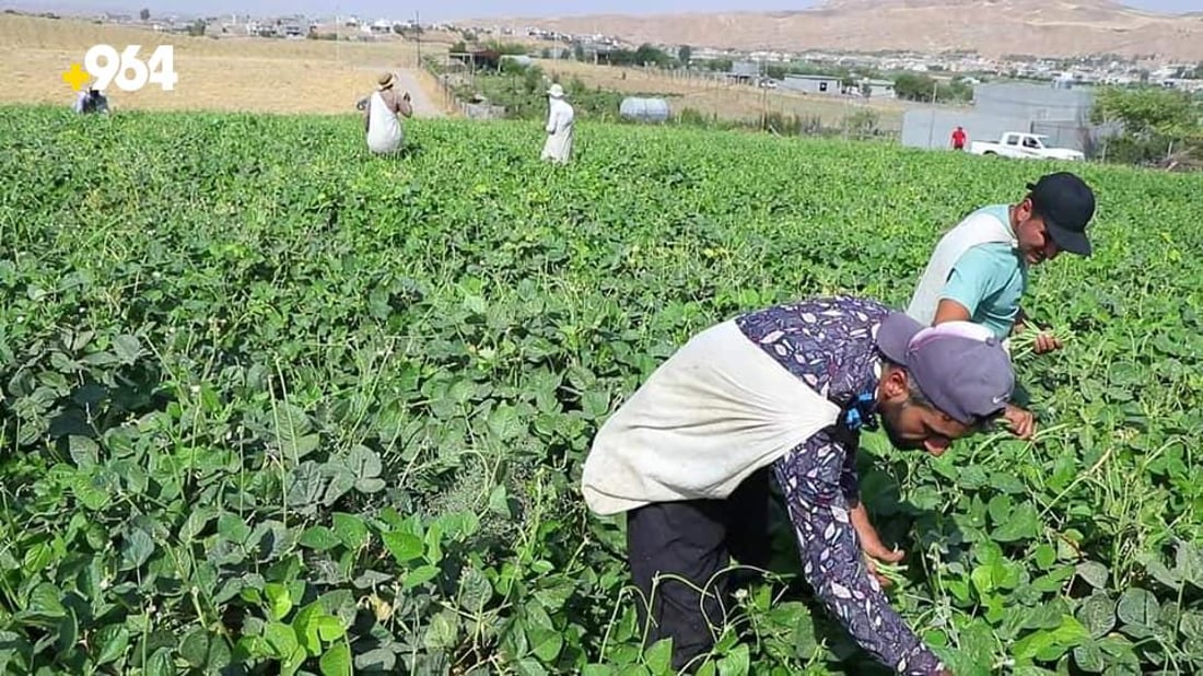 ته‌قته‌ق رۆژانه‌ 70 تۆن به‌رهه‌مى لۆبیاى هه‌بووه‌