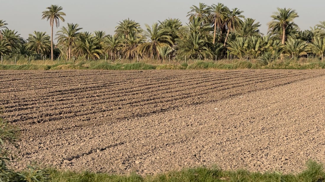 رائحة العنبر ستعود إلى مطابخكم.. أرقام وتوقعات أكبر موسم رز منذ سنين