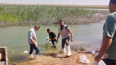 صور: الزراعة تطلق 11 مليون سمكة في بحيرة عنة بالأنبار