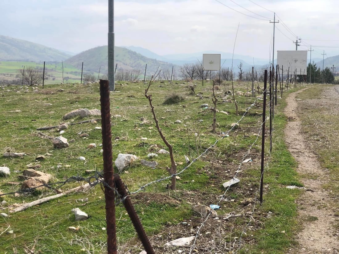 شارەوانیى گاپیڵۆن نەمامەکانى خۆشدەوێت و بە سیاج دەیانپارێزێت