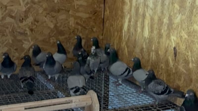 چوار هەزار کۆتر پێشبڕکێ بۆ یەکەمی دەکەن