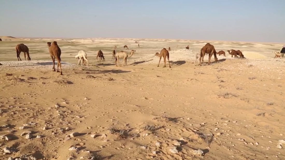 فرصة عمل في بادية السماوة.. راتب رعاة الإبل والغنامة يصل إلى 700 ألف دينار