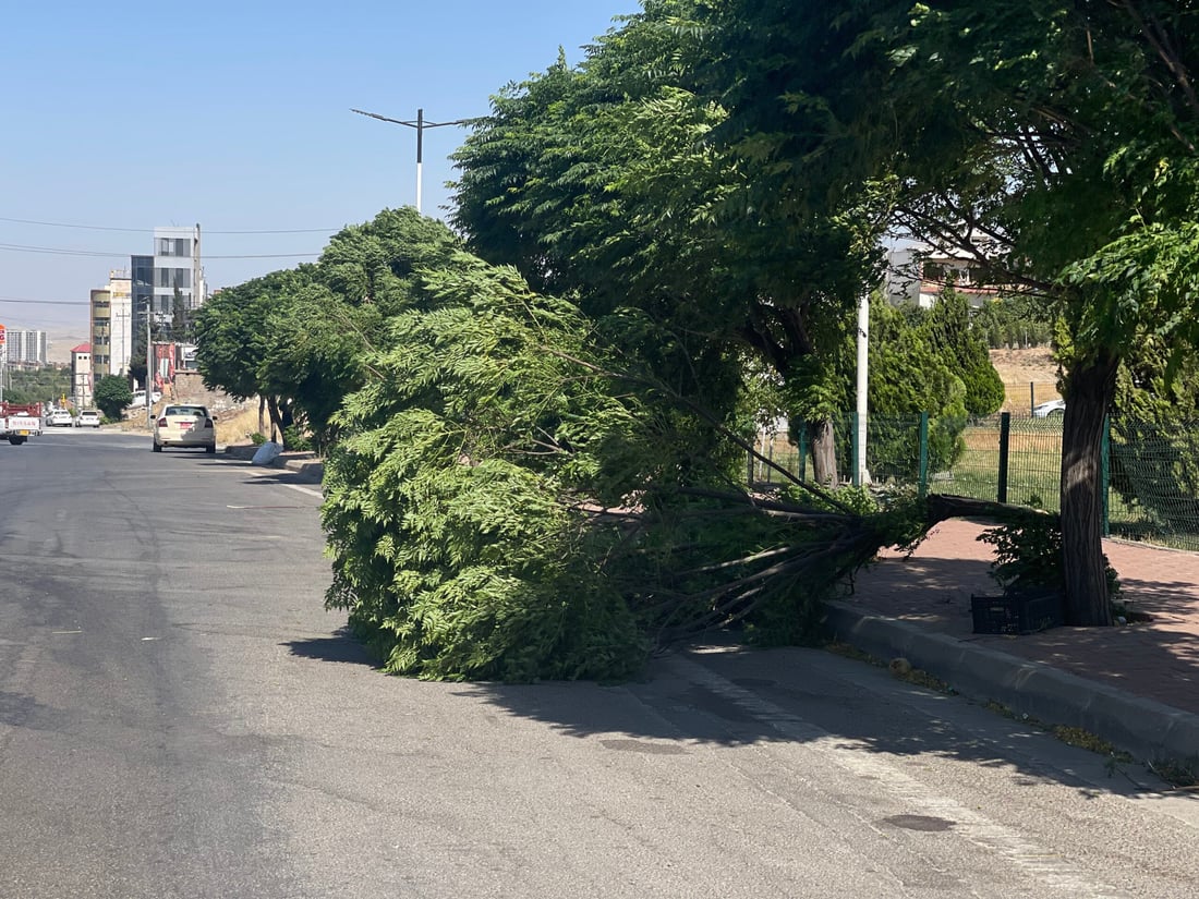 صور من عاصفة السليمانية المدمرة.. طرحت أشجار السبحبح أرضاً