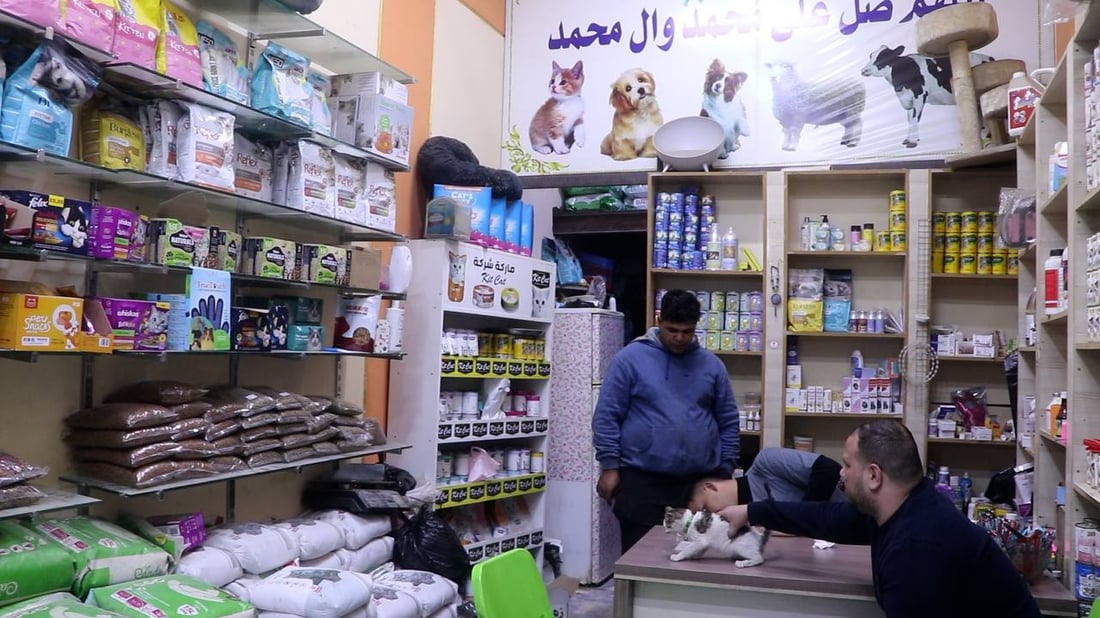 علاج مجاني لحيوانات الشارع في الكوت.. رأفة ورفق من فريق عيادة القمة (صور)