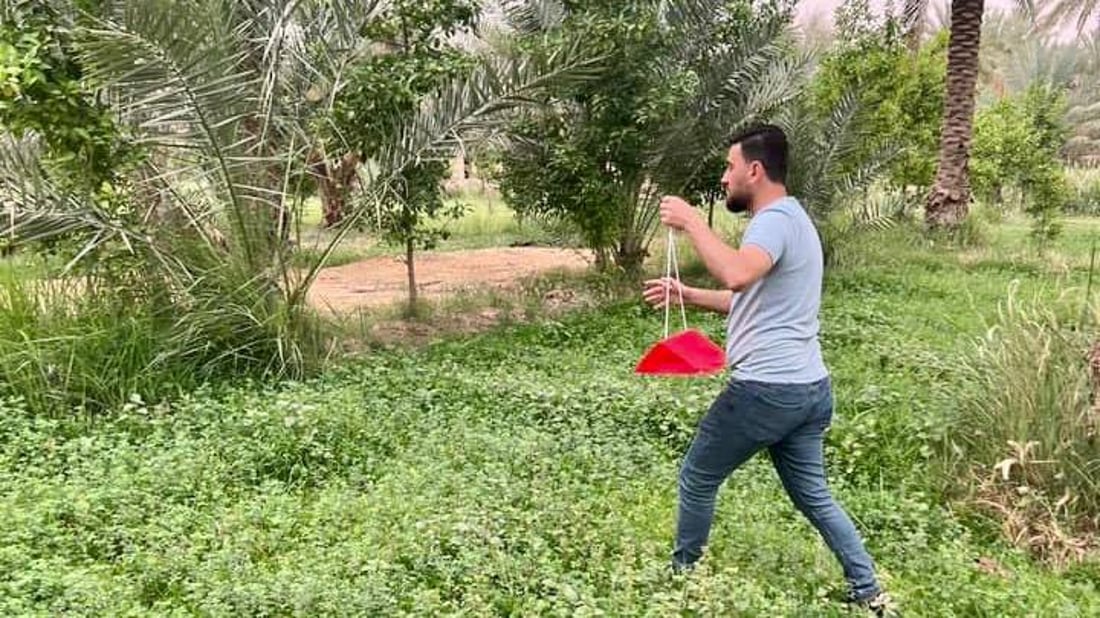 هيت تنصب مصائد “جاكسون” لحماية التمور.. مواجهة حاسمة مع الحميرة