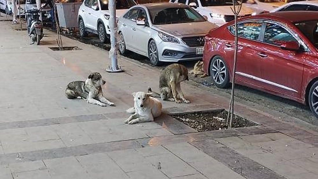 الموصل: الأطفال يتعرضون للعضّ.. بلاغات يومية حول كلاب سائبة في “الثقافية”