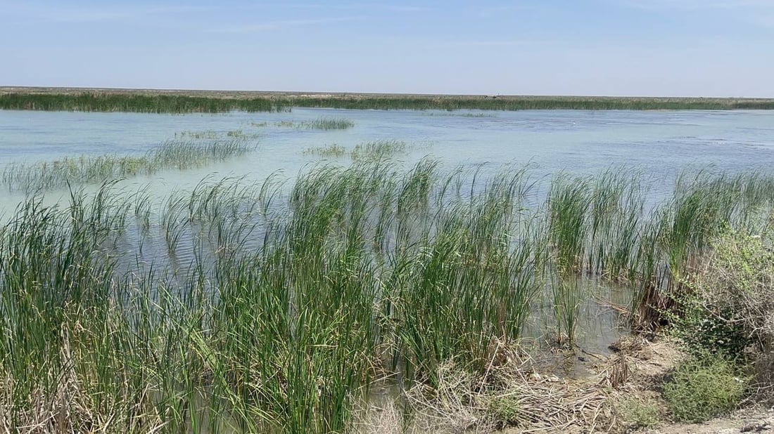 Iraqi forces free veterinarian lured into marshes and kidnapped