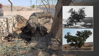 ئه‌مڕۆ له‌ناو ئێزدییه‌كاندا باس باسی له‌ناوچوونى دارێكی پیرۆز بوو