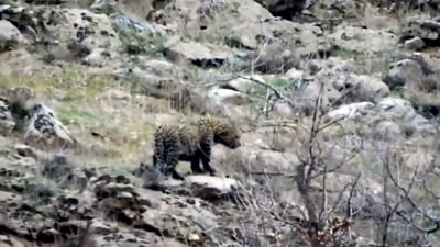 پڵنگێكى هیلاك له‌ ناوچه‌یه‌كی كوردستان ده‌ركه‌وت