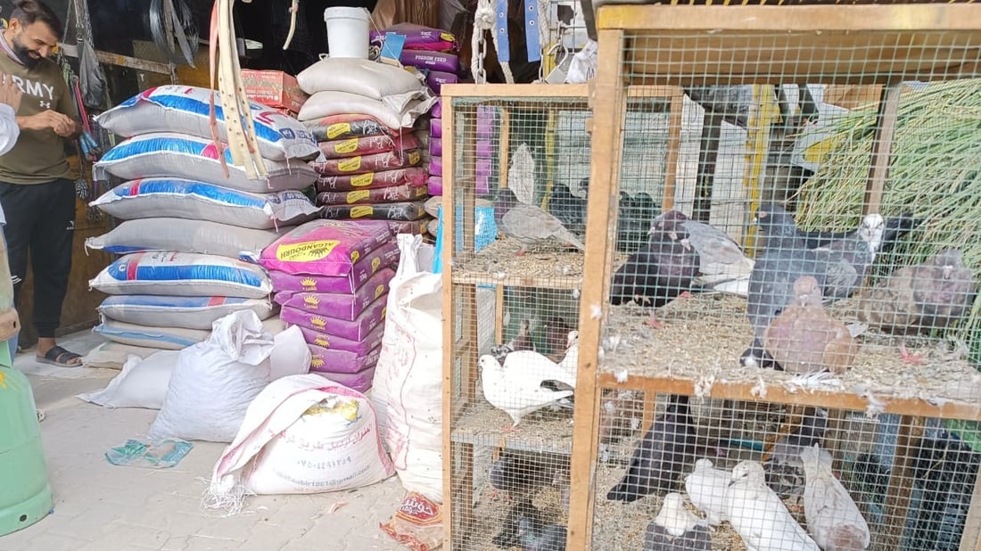 أعلاف البصرة من الكوت وزاخو و”المطيرجية” يحركون السوق.. أسعار أبو الخصيب اليوم