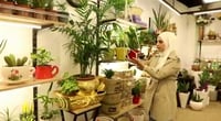 عائشة توفر للموصليين نباتات الظل النادرة.. وأبرز الزبا...