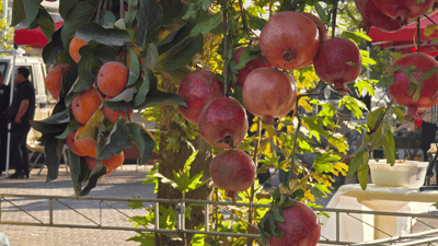 بزانە کێ بردییەوە؛ پێشبڕکێى هەنار تەکاندن