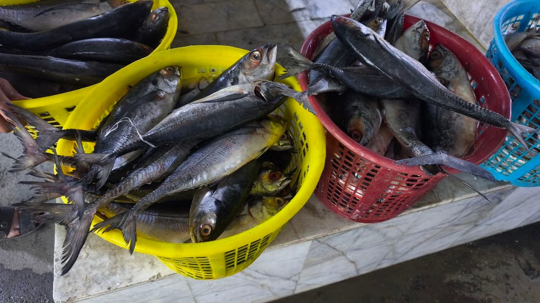 البحر يجود على البصرة.. أسعار الأسماك تهبط و”أكل الفقير” صار بألف دينار