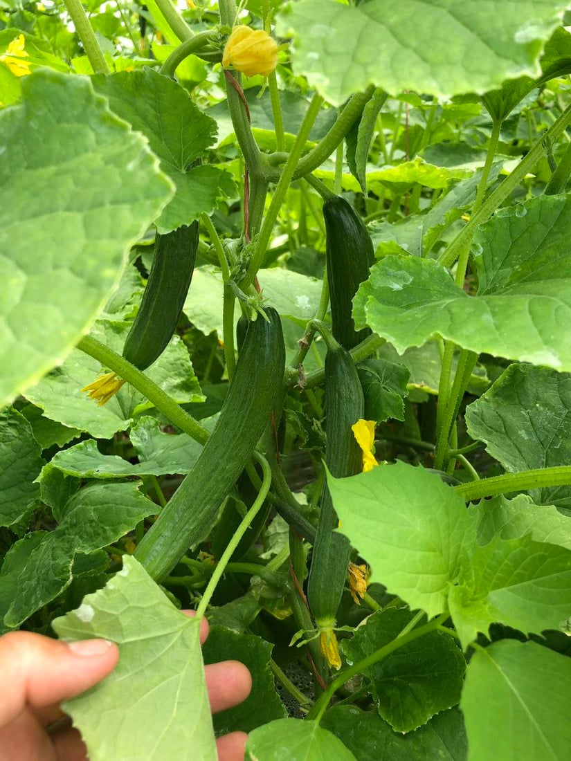 صور من داخل بيوت الخيار العراقي.. مذاقه حلو ورائحته شهية ولا مقارنة مع المستورد