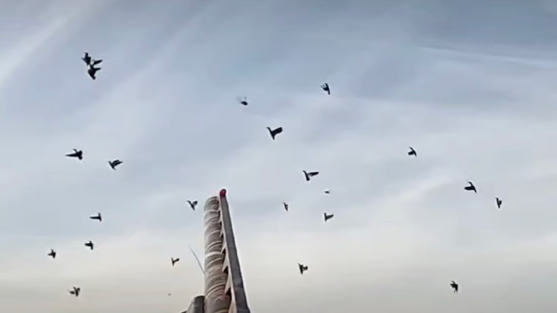 Bird hunting persists in Basra despite declining populations and ban