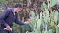 ثمار الصبّار الحلو تنمو بسرعة في جو البصرة.. شاهدوا تجربة المنصوري