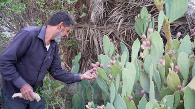 ثمار الصبّار الحلو تنمو بسرعة في جو البصرة.. شاهدوا تجربة المنصوري