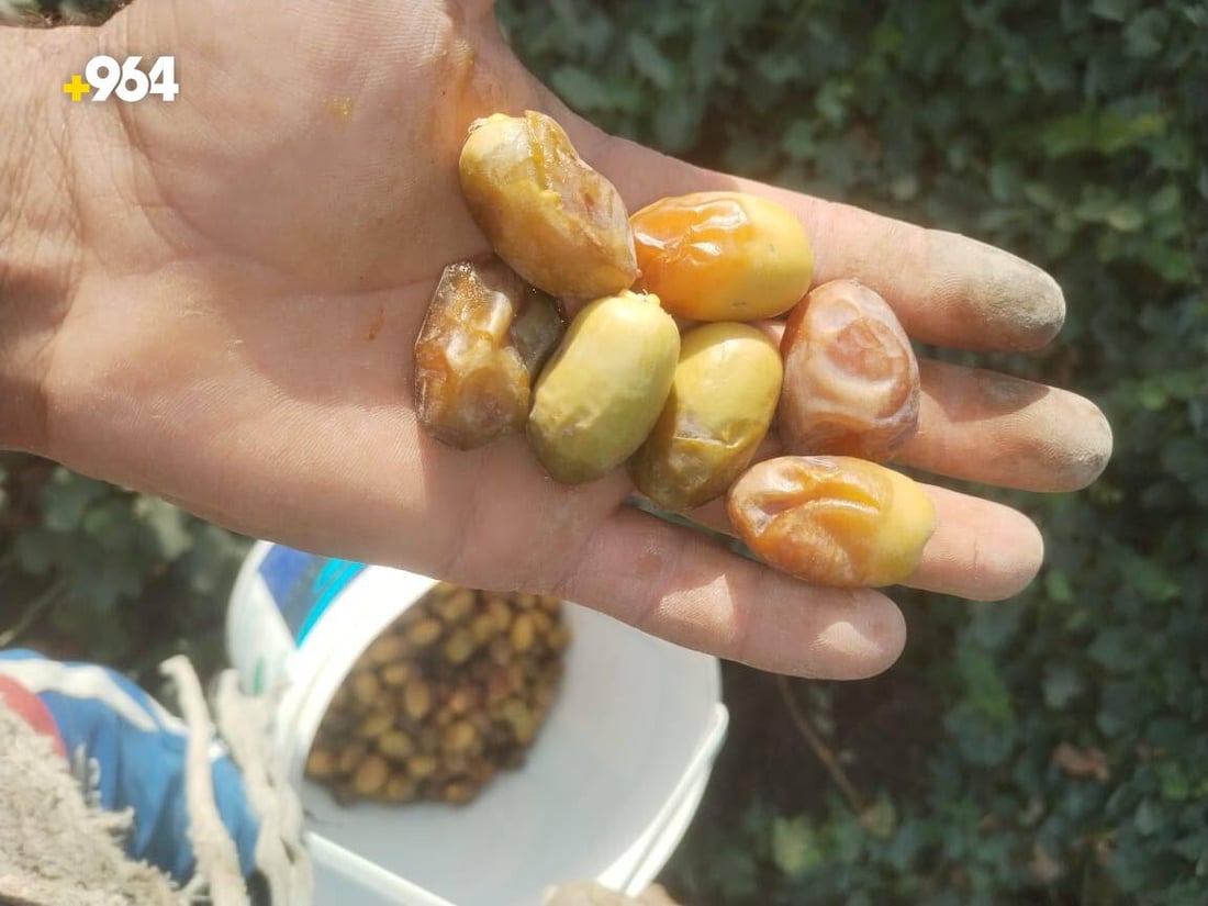 من كل مدينة نخلة نادرة.. بستان عمر الزوبعي يزرع 8 أصناف فقط ويقطف مبكراً (صور)
