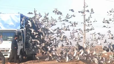 من الفاو إلى الموصل.. 3 آلاف حمامة زاجل تخوض سباق 870 كيلومتراً