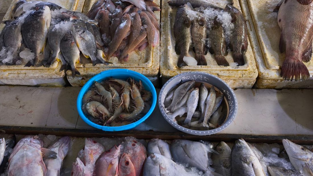 سمكة الضلعة لم تتأثر بالحرب.. 5 أطنان في مرسى النقعة (صور)