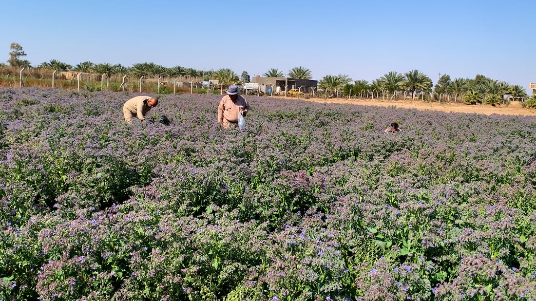 Karbala says 90% of desert land now used for farming projects
