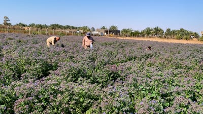Karbala says 90% of desert land now used for farming projects