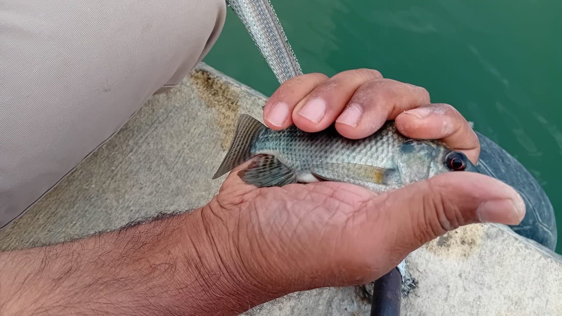 الزراعة تفكر بمنح إجازات لصيد “البلطي العنيد” وتحويله إلى “بروتين” مفيد