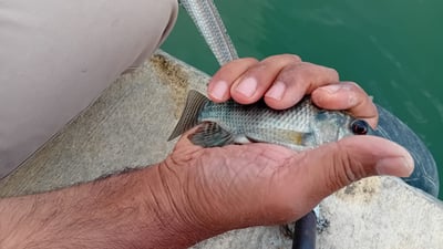 الزراعة تفكر بمنح إجازات لصيد “البلطي العنيد” وتحويله إلى “بروتين” مفيد