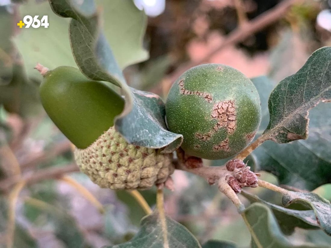 كردستان تصدّر 50 طناً من البلوط “الوبري” إلى تركيا خلال يومين (صور)