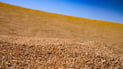 Iraq says wheat reserves sufficient until 2027, ramps up domestic flour production