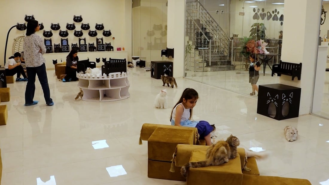 Cat café opens in Baqubah, offering safe space for pet lovers