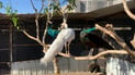 Iraqi man creates wildlife sanctuary for peacocks, deer, and exotic birds