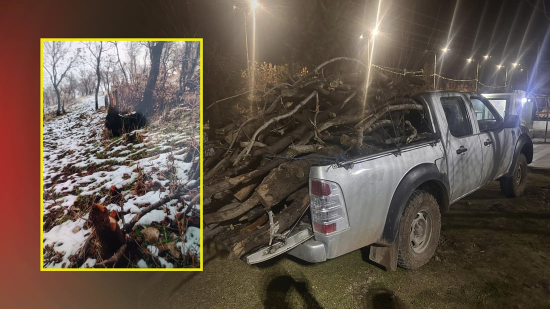 بە تۆمەتی بڕینی داری سروشی کەسێک لە خورماڵ دەستگیر کرا