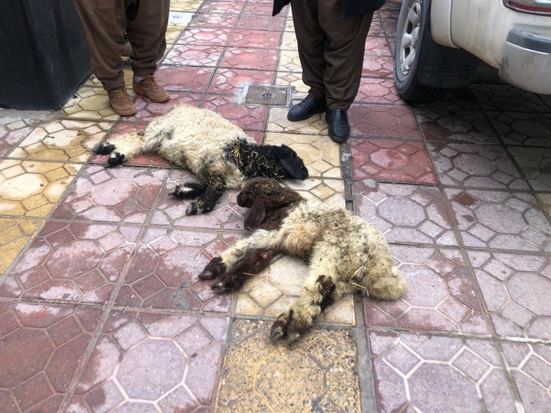 ڤێتێرنه‌رى دهۆك خزمه‌تگوزارى رۆژانه‌ى بۆ ئاژه‌ڵان هه‌یه‌