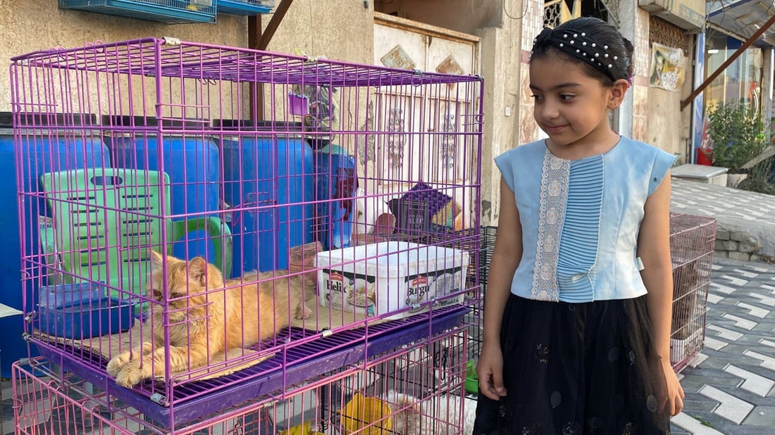 منازل الناصرية توفر القطط النادرة.. لا داعي للسفر من أجل “الهملايا” و”السكوتش”