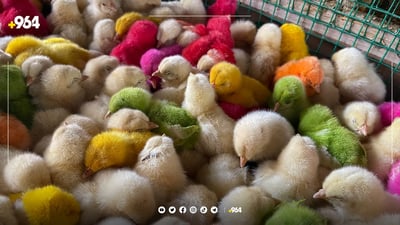 صور: موسم “الكتاكيت” الملونة بدأ في السليمانية والمحلي أغلى من المستورد