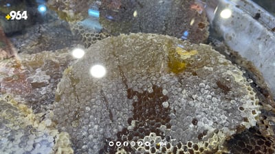 بەرهەمی هەنگ ئەمساڵ کەمتر دەبێت