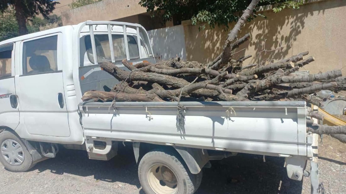 مشاربەدەستێک بە بارێک داری تەڕ و باڵابەرزەوە دەستگیر کرا