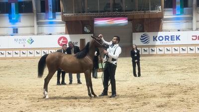 أربيل تعشق خيول العرب وتمدد بطولتها قليلاً.. أصناف أصيلة جاءت من كل المدن (فيديو)
