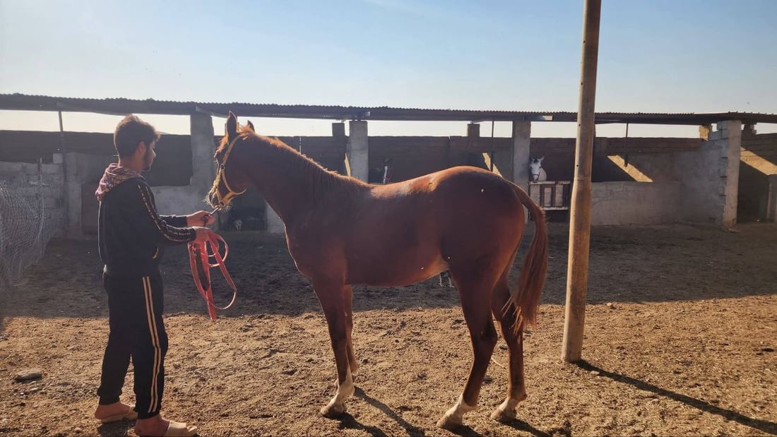 زراعة نينوى توثق خيول تلكيف.. هويات وقاعدة بيانات لرفع الحظر عن العراق (صور)