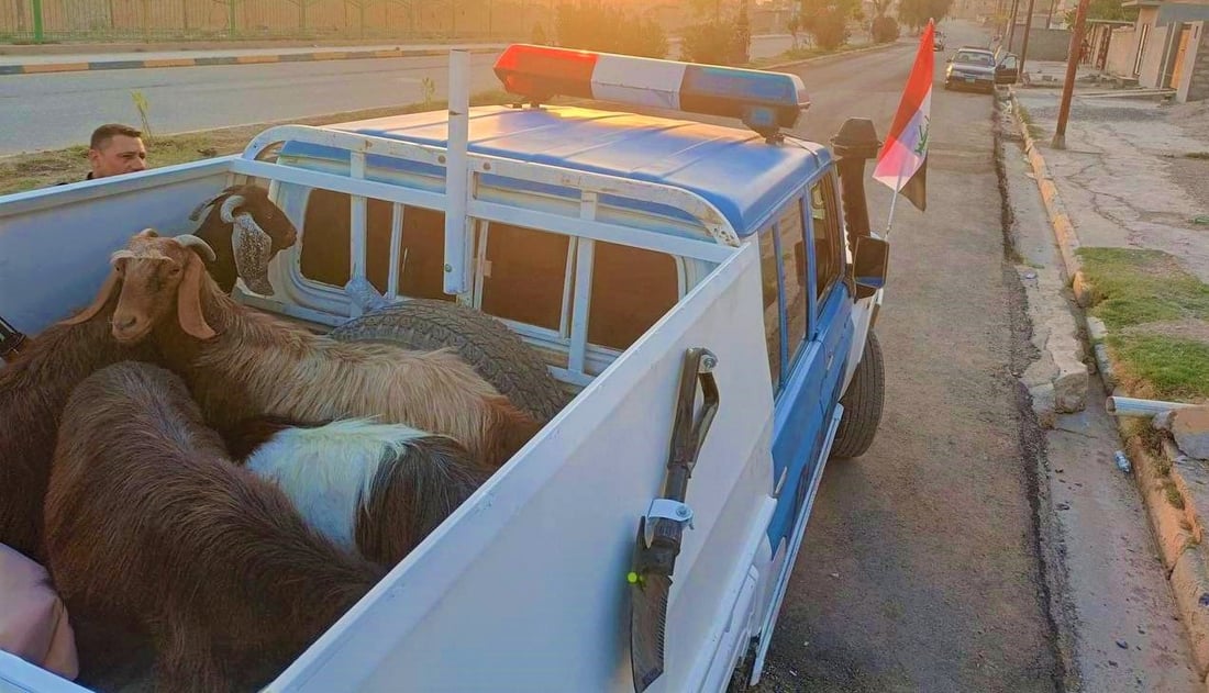 سنجار: الشرطة تحتجز قطيع ماعز مشاغب.. قد يتحول إلى “مندي” لعشاء اليوم (صور)