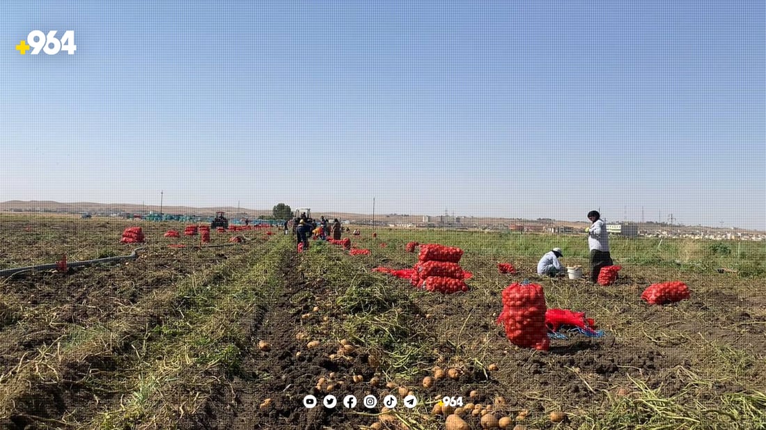 بەشێك لە كرێكارانی كۆكردنەوەی پەتاتە ناڕەزایەتییان دەربڕی  