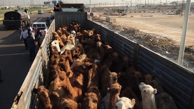 بني عامر تعفو عن البو دراج وتتجاوز عن دية 200 ناقة بعد مقتل شاب تحت التعذيب