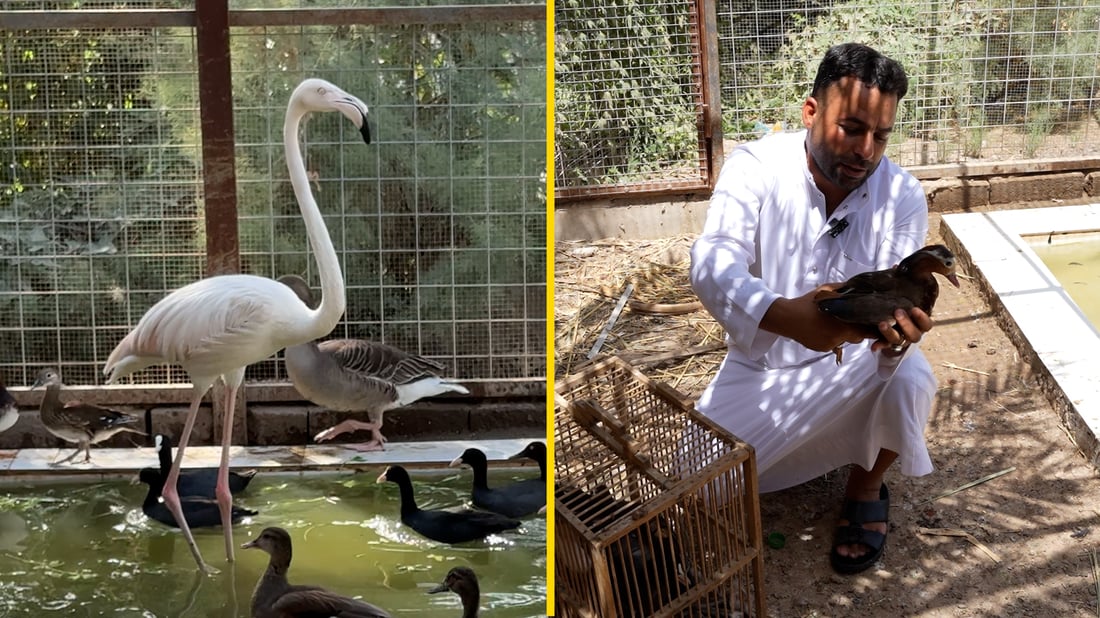 طير المندرين سلوكه غريب والفلامنكو ليس للتشريب.. رق قلب صياد البصرة فصار طبيباً