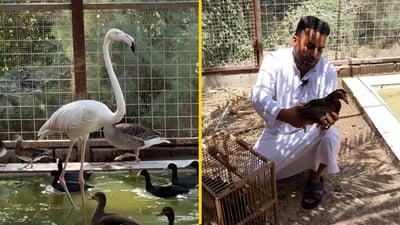 طير المندرين سلوكه غريب والفلامنكو ليس للتشريب.. رق قلب صياد البصرة فصار طبيباً