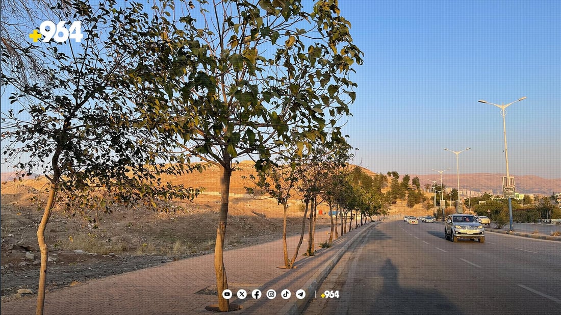 رەشەبا سلێمانى ناچار دەكات داری به‌تەمەن بچێنێت