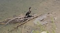 Water returns to Mishkhab and the birds follow