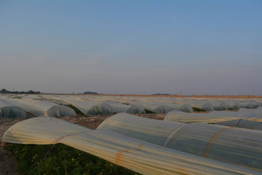 Agriculture department distributes fertilizer and insecticides in Al-Zubair